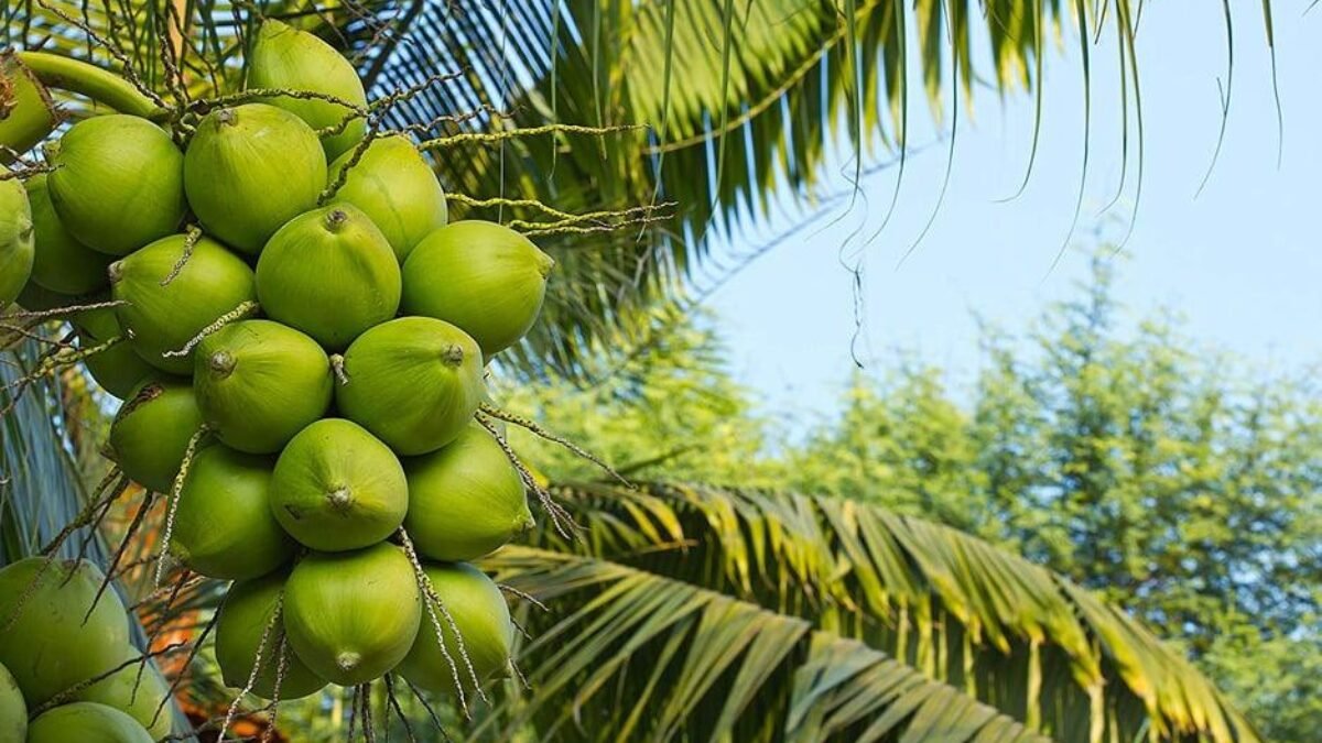 Which State is the Largest Producer of Coconut in India?
